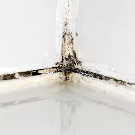 Trusted Black Mold in Shower Experts in Batavia, NY