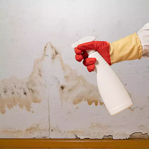 Trusted Black Mold Mitigation Specialists in Batavia, NY