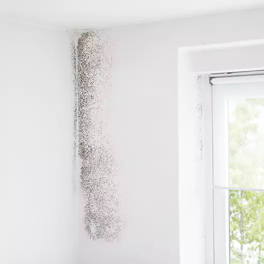 Trusted Mold Eradication Professionals Serving in Batavia, NY