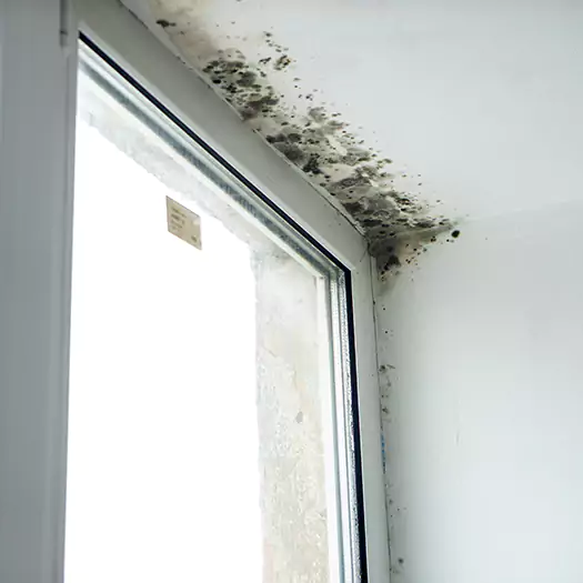 Trusted Mold on Bathroom Ceiling Experts in Batavia, NY