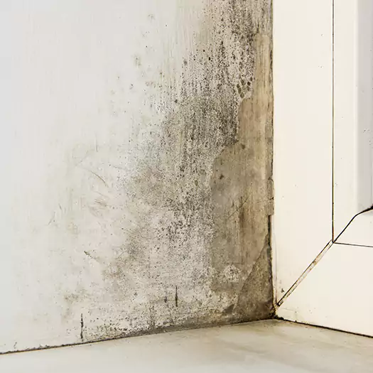 Skilled Mold on Drywall Experts in Batavia, NY