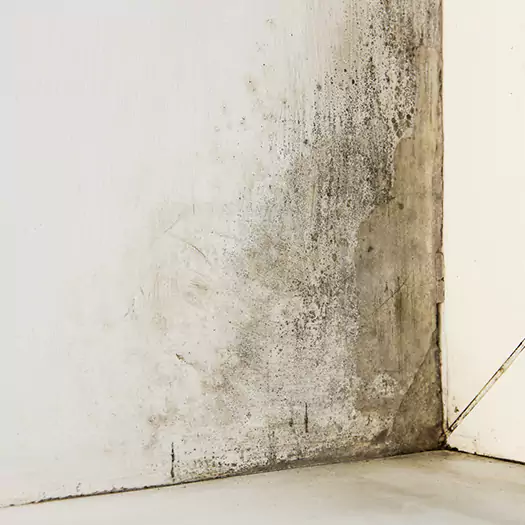 #1 Mold Remediation and Removal Experts in Batavia, NY