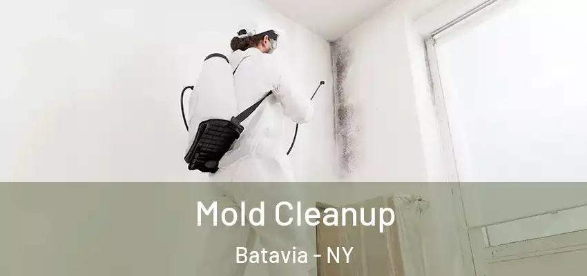  Mold Cleanup Batavia - NY