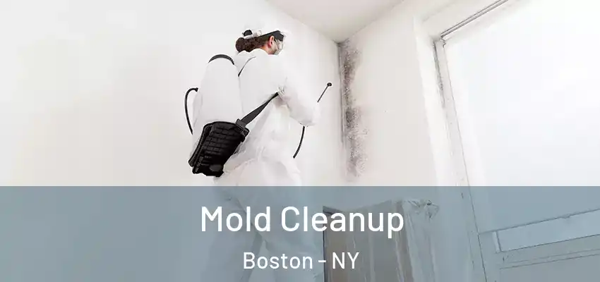  Mold Cleanup Boston - NY