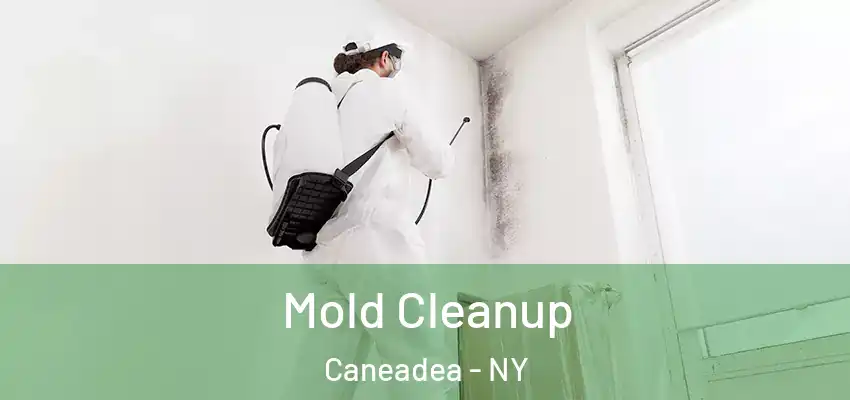 Mold Cleanup Caneadea - NY