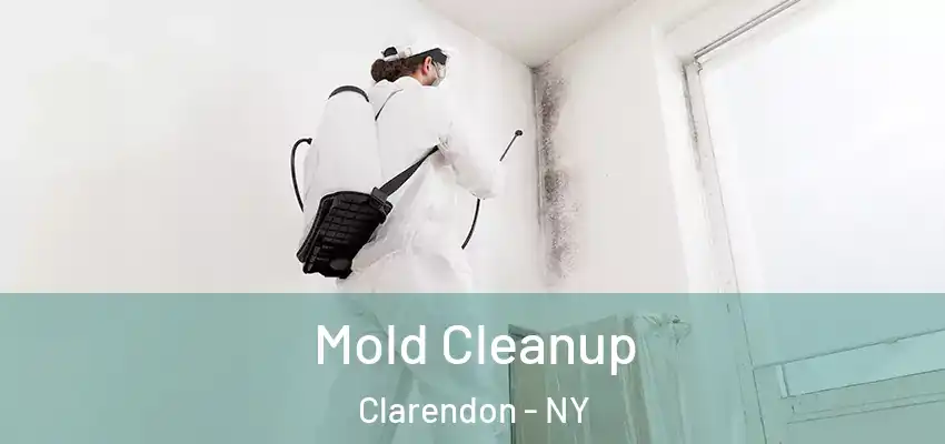  Mold Cleanup Clarendon - NY