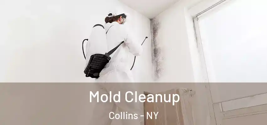  Mold Cleanup Collins - NY