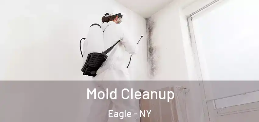  Mold Cleanup Eagle - NY