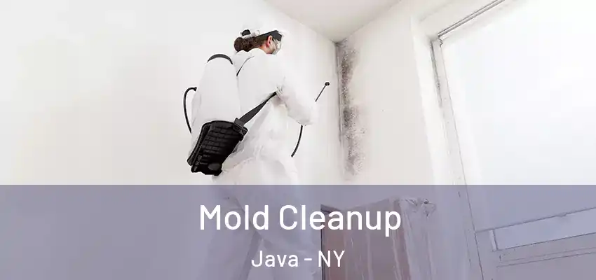 Mold Cleanup Java - NY