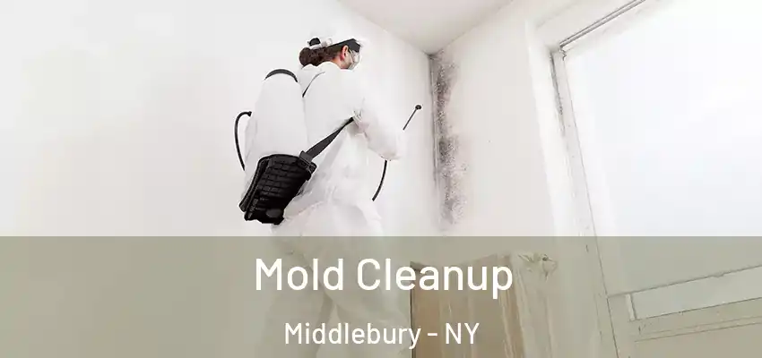  Mold Cleanup Middlebury - NY