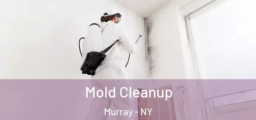  Mold Cleanup Murray - NY