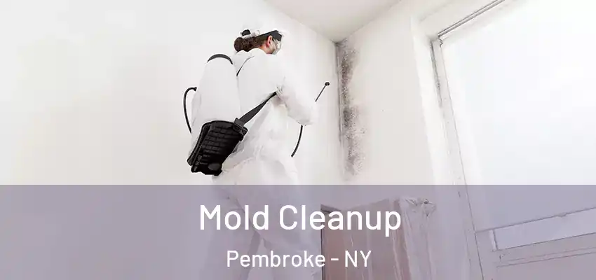  Mold Cleanup Pembroke - NY