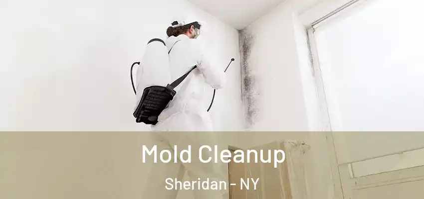  Mold Cleanup Sheridan - NY