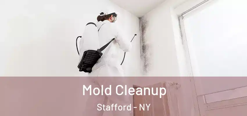Mold Cleanup Stafford - NY