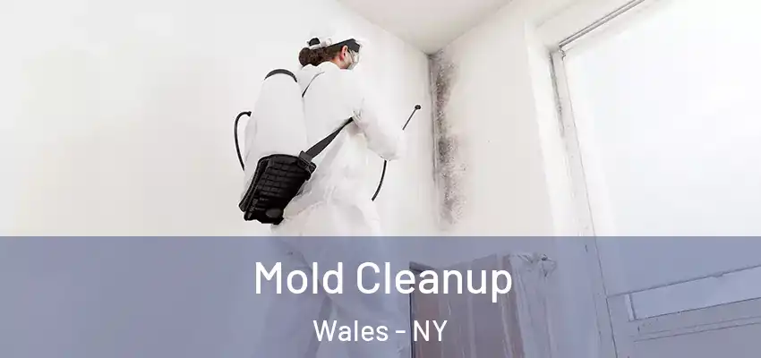  Mold Cleanup Wales - NY