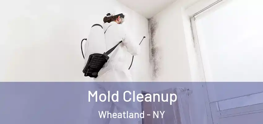  Mold Cleanup Wheatland - NY