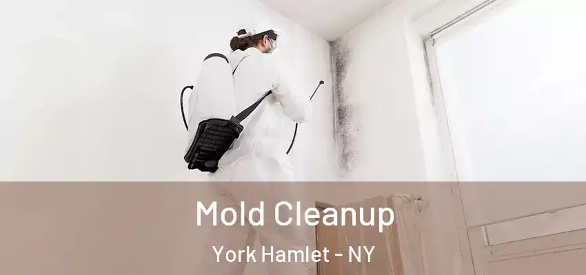  Mold Cleanup York Hamlet - NY