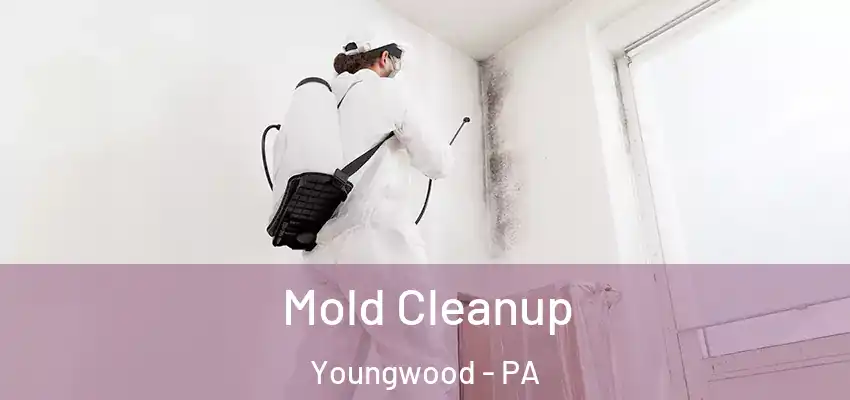  Mold Cleanup Youngwood - PA