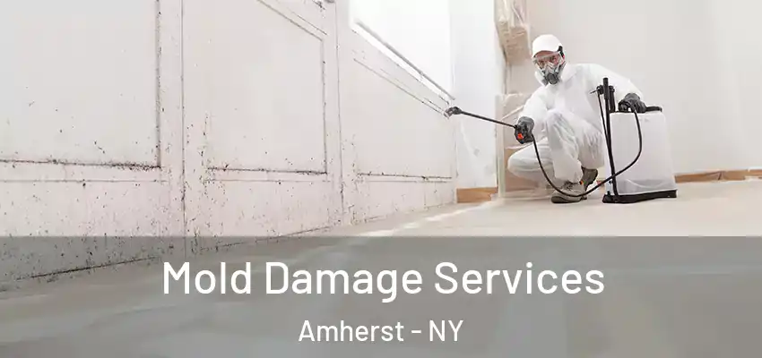  Mold Damage Services Amherst - NY