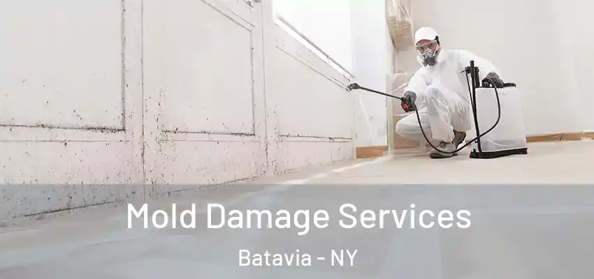  Mold Damage Services Batavia - NY