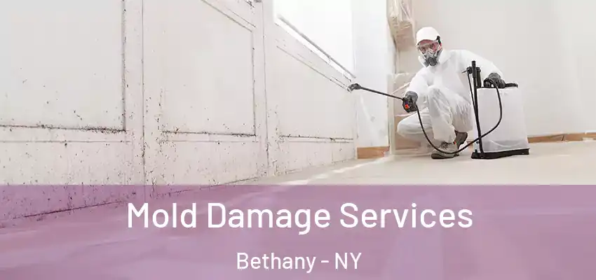  Mold Damage Services Bethany - NY