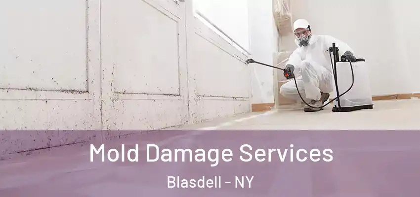  Mold Damage Services Blasdell - NY
