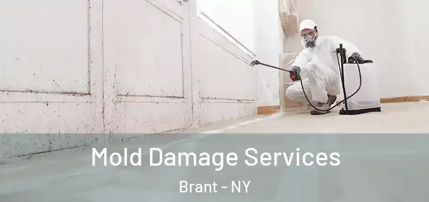  Mold Damage Services Brant - NY