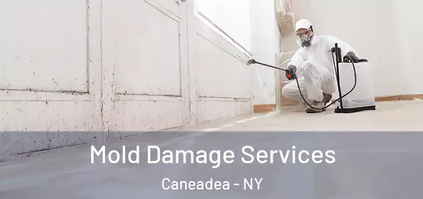  Mold Damage Services Caneadea - NY