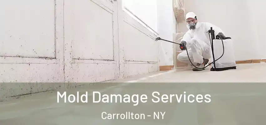  Mold Damage Services Carrollton - NY