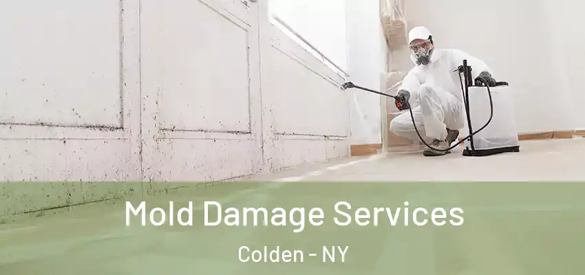  Mold Damage Services Colden - NY