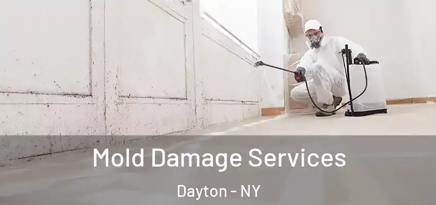  Mold Damage Services Dayton - NY