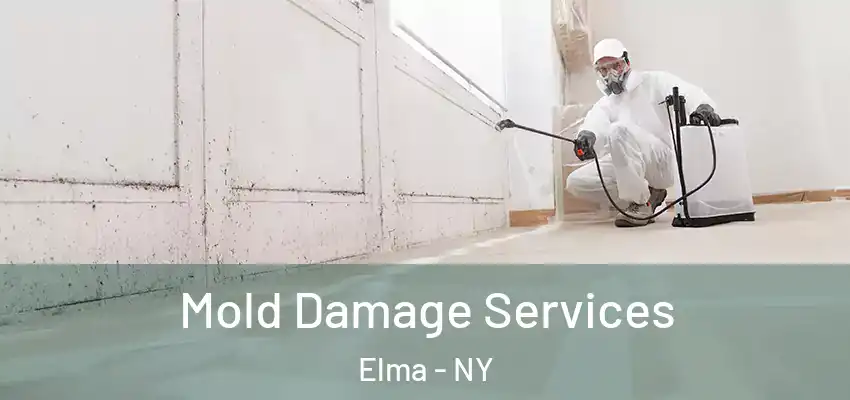 Mold Damage Services Elma - NY