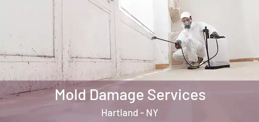 Mold Damage Services Hartland - NY