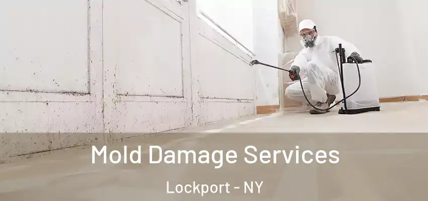 Mold Damage Services Lockport - NY