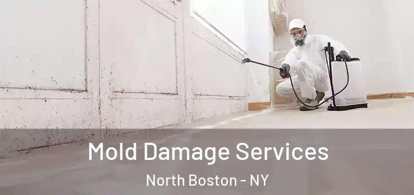  Mold Damage Services North Boston - NY