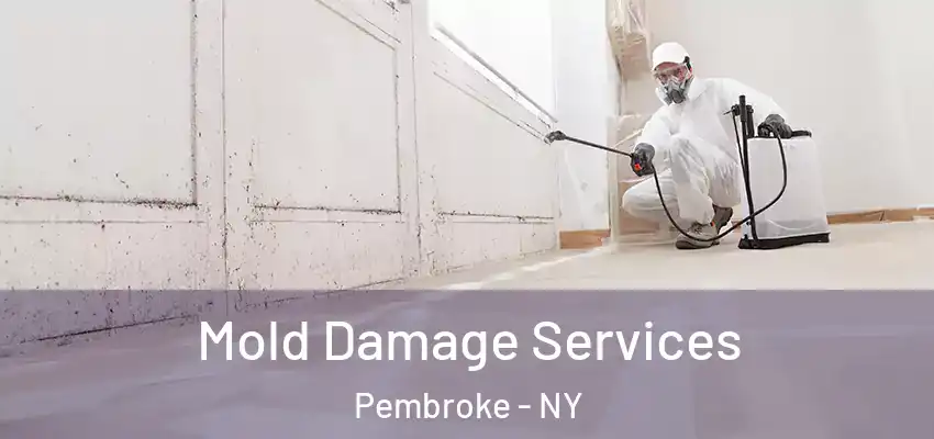  Mold Damage Services Pembroke - NY