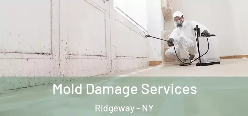  Mold Damage Services Ridgeway - NY