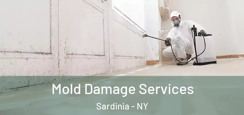  Mold Damage Services Sardinia - NY