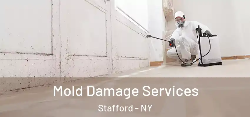 Mold Damage Services Stafford - NY