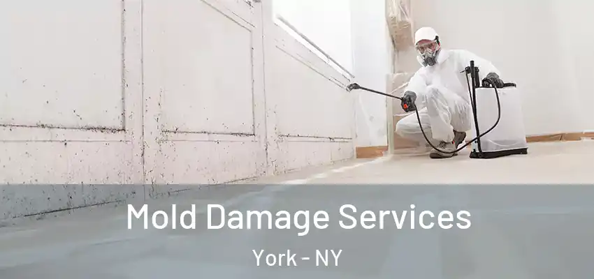  Mold Damage Services York - NY