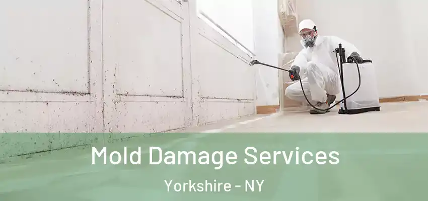  Mold Damage Services Yorkshire - NY