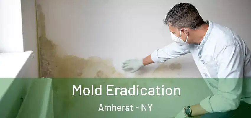  Mold Eradication Amherst - NY