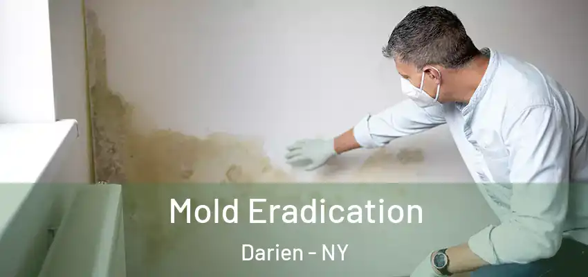  Mold Eradication Darien - NY