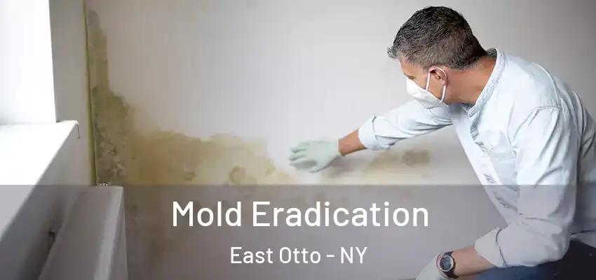  Mold Eradication East Otto - NY