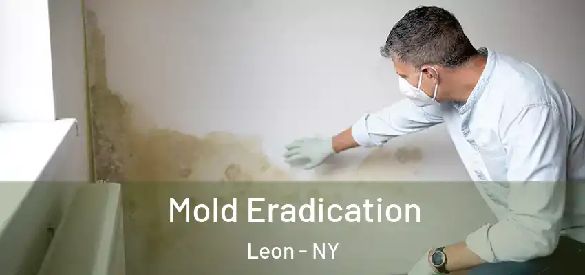 Mold Eradication Leon - NY