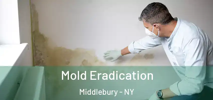  Mold Eradication Middlebury - NY
