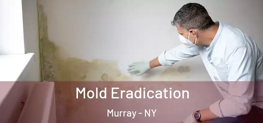  Mold Eradication Murray - NY