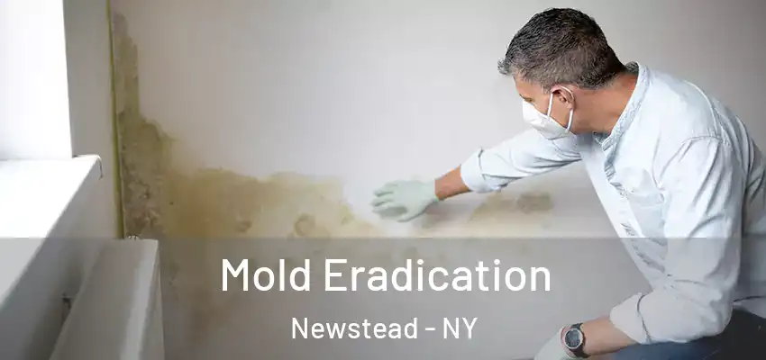  Mold Eradication Newstead - NY