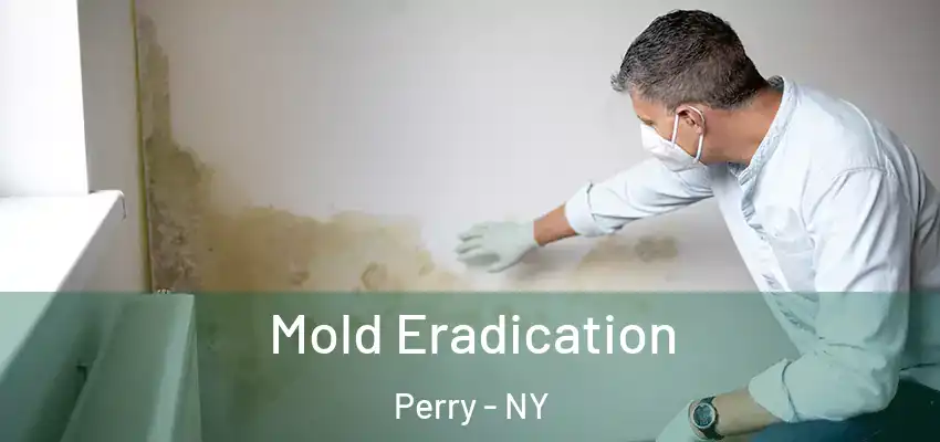  Mold Eradication Perry - NY