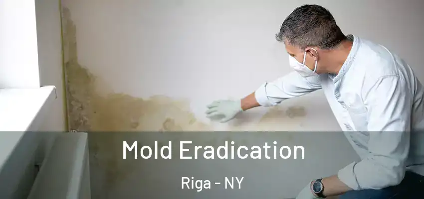  Mold Eradication Riga - NY